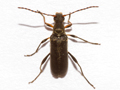 Grammoptera ruficornis